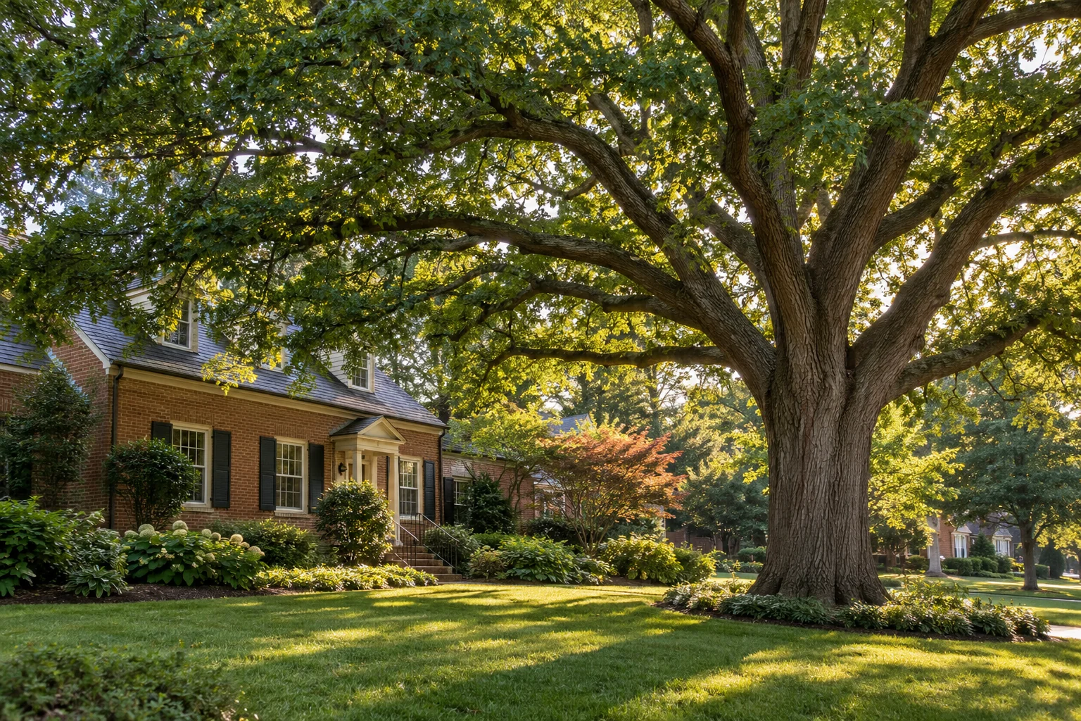 Illustrative a balanced canopy and space to enjoy the yard.